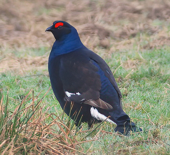 Black Grouse 