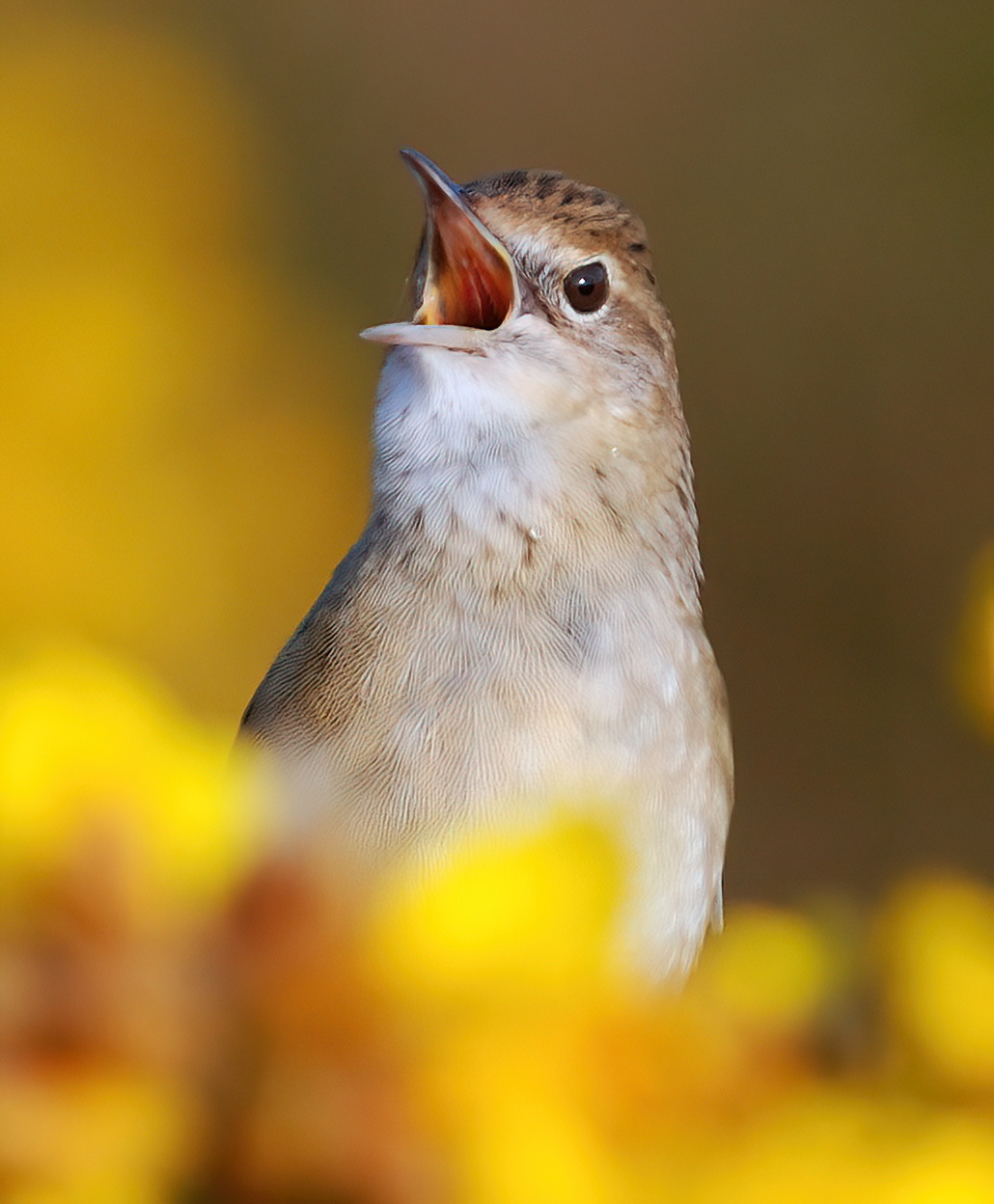 Grasshopper Warbler 