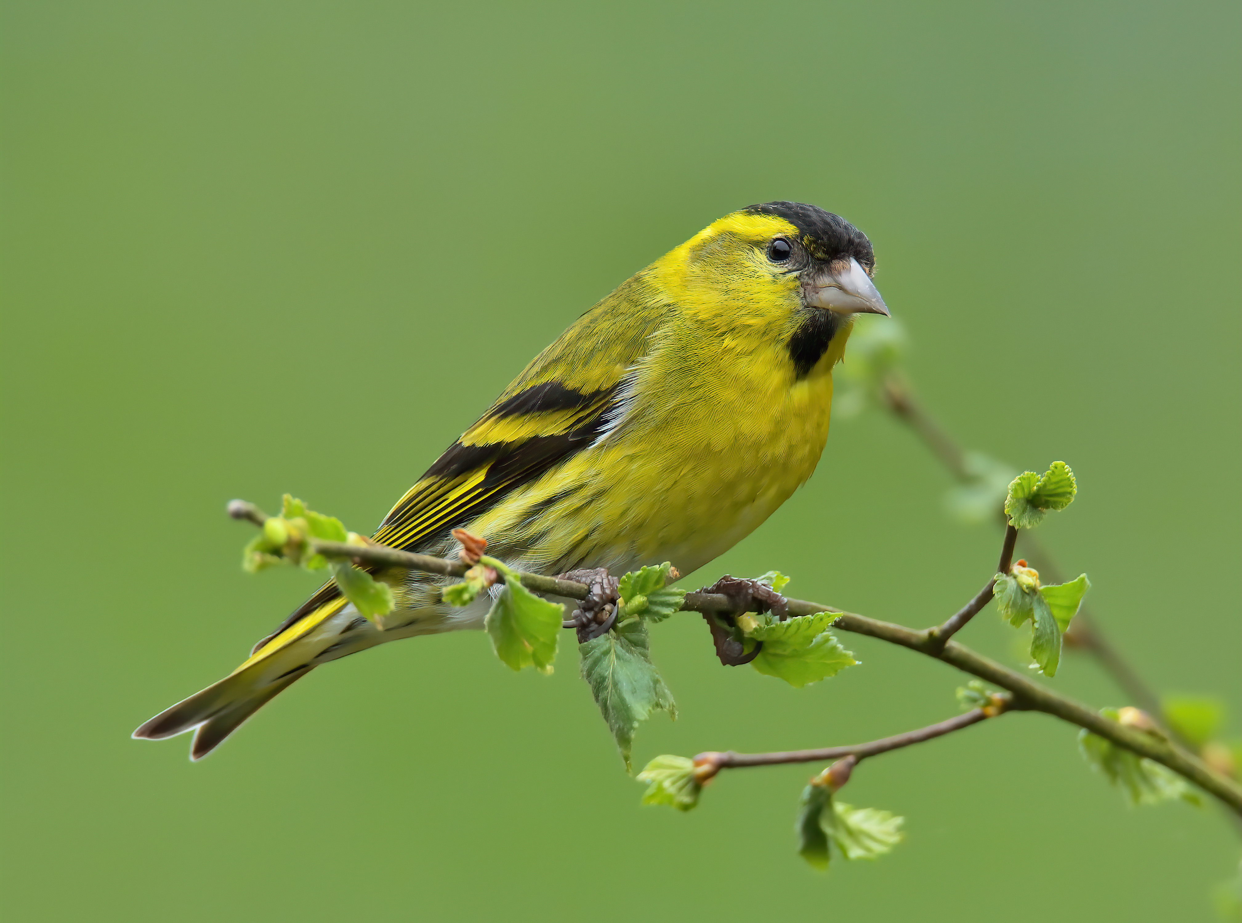 Siskin 