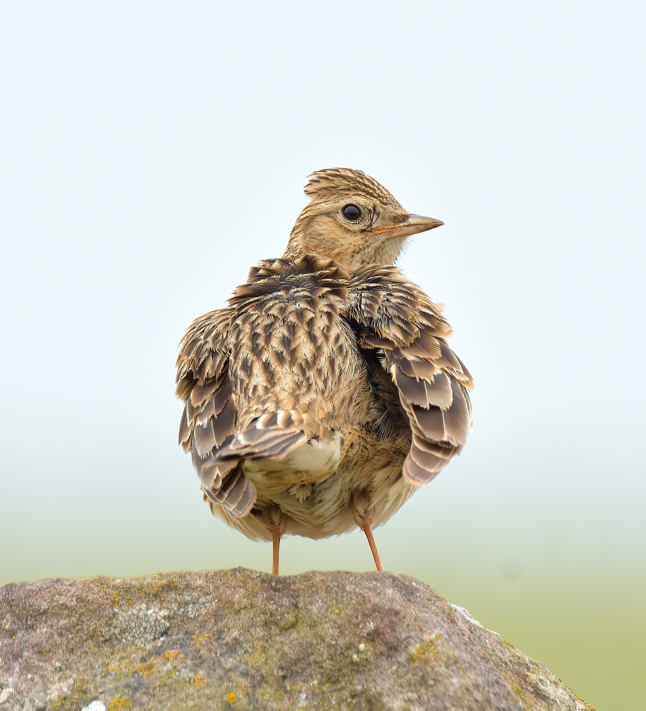 Skylark 