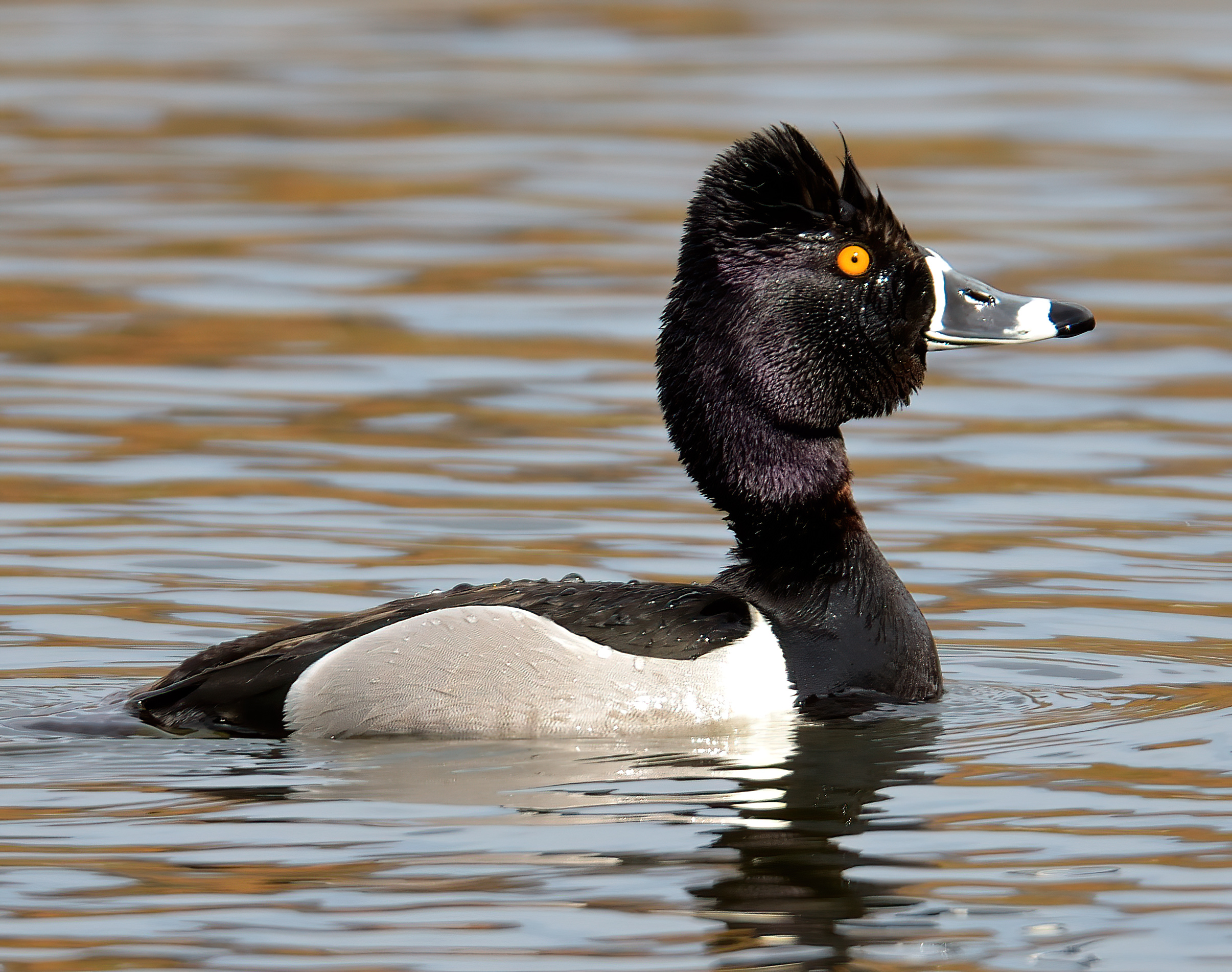 Ring-necked Duck 