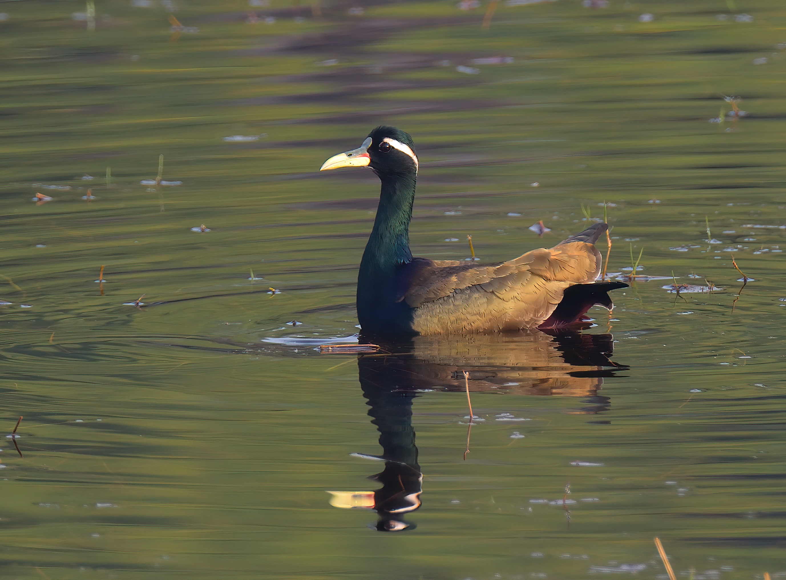 Bronze-winged Jacana 