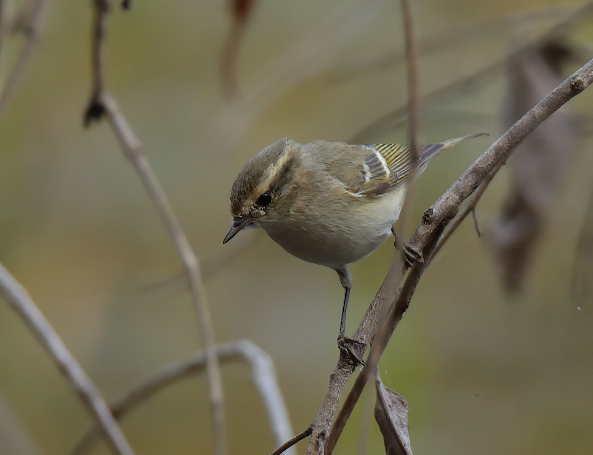 Humes leaf Warbler 