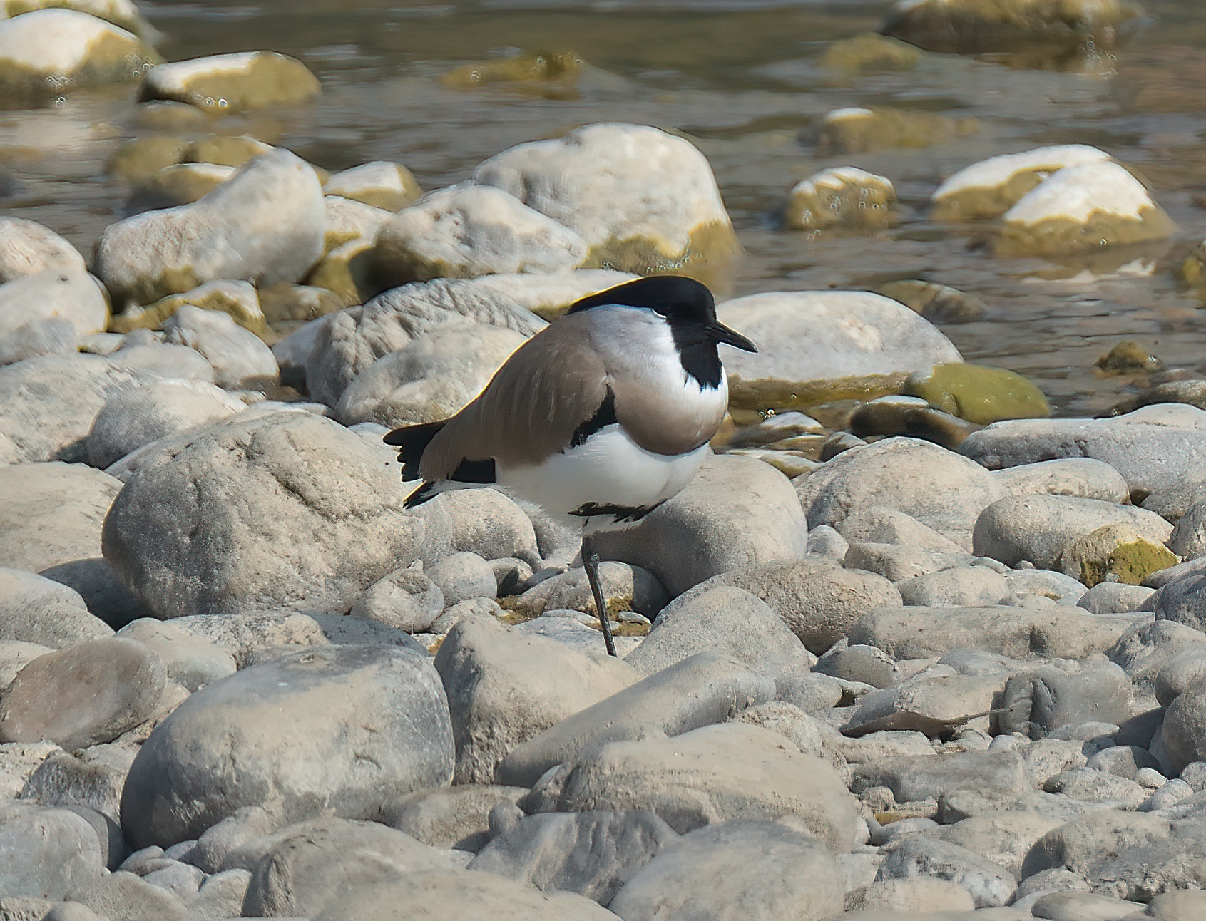 River Lapwing