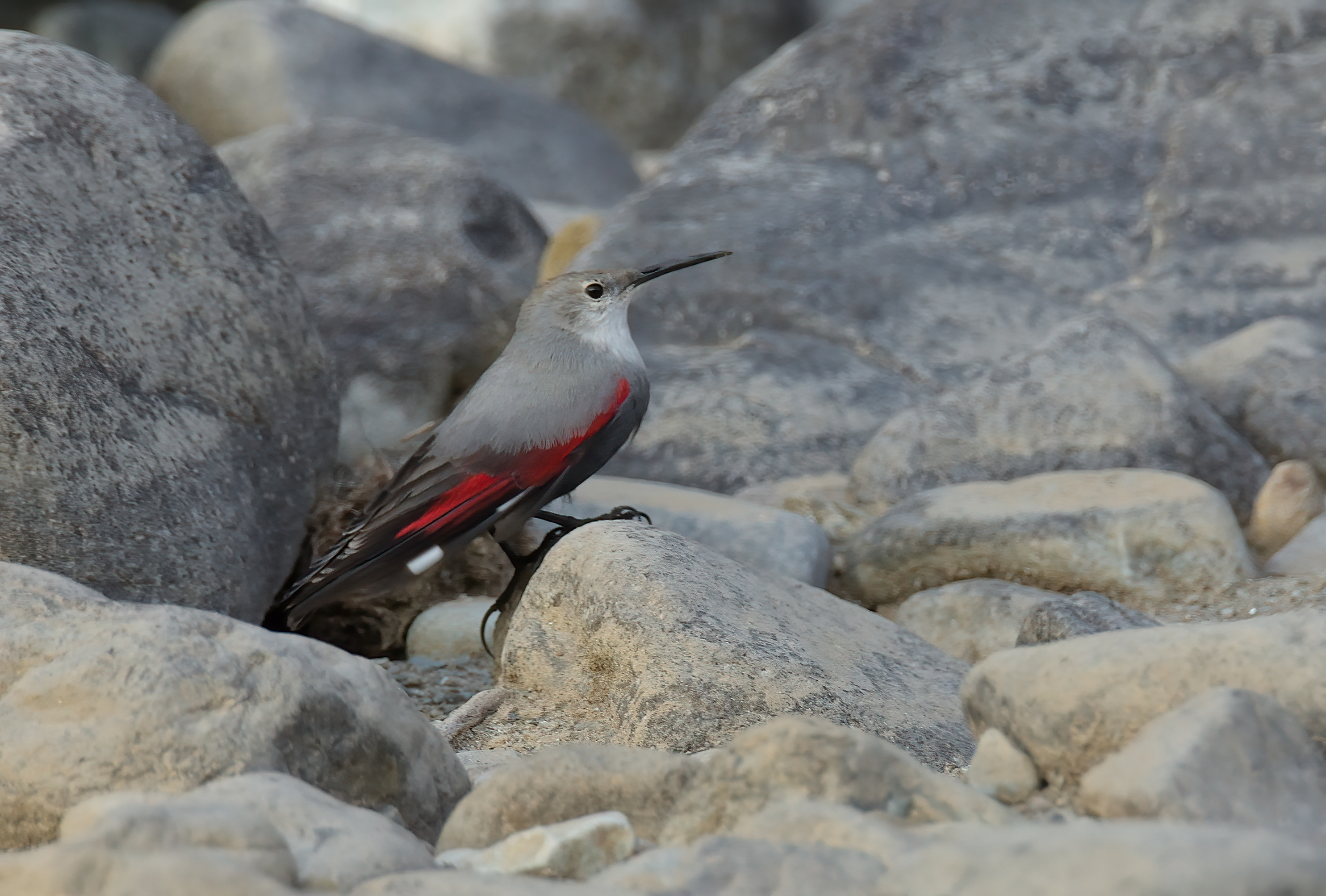 Wallcreeper