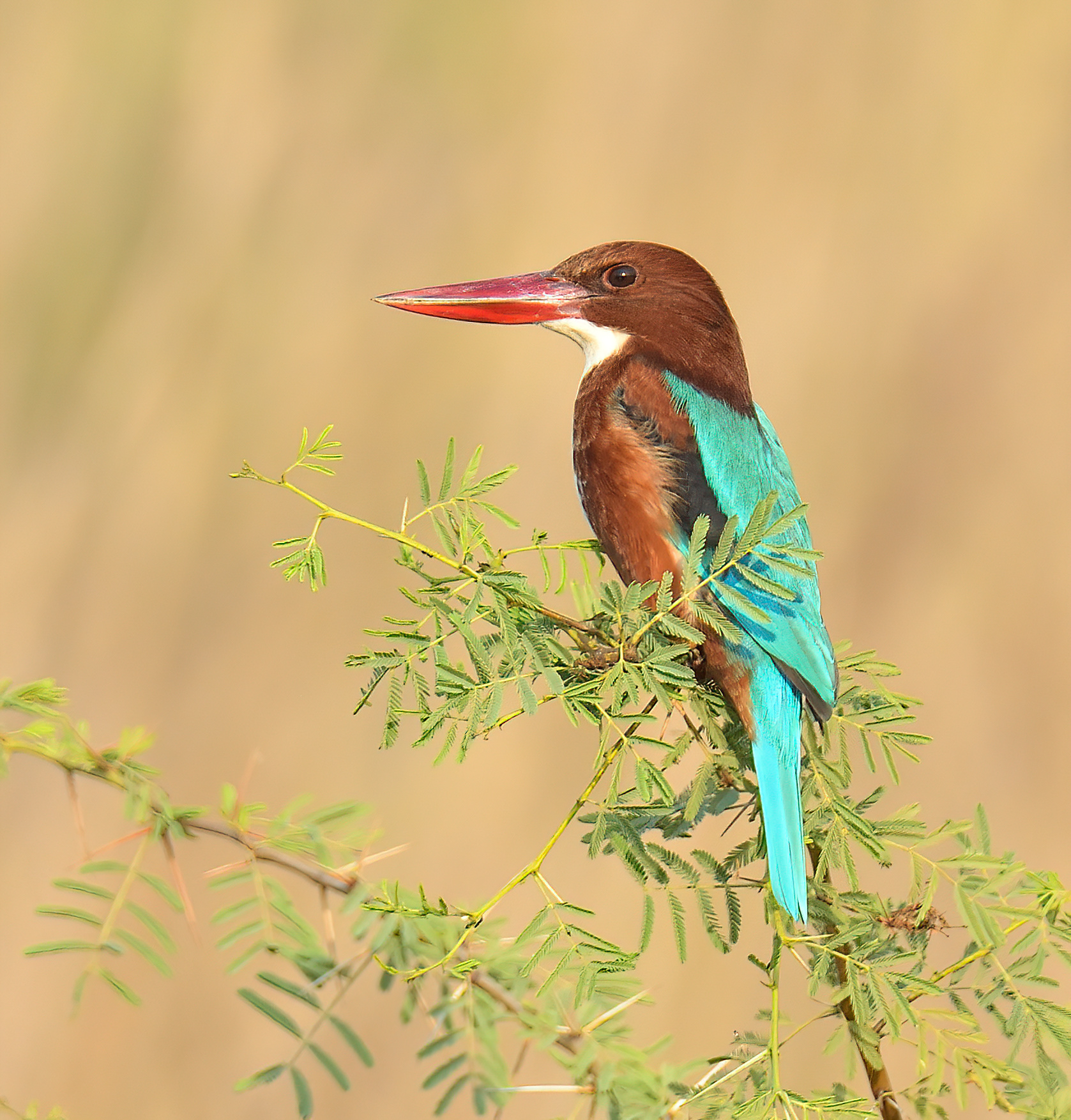 White-throated Kingfisher 