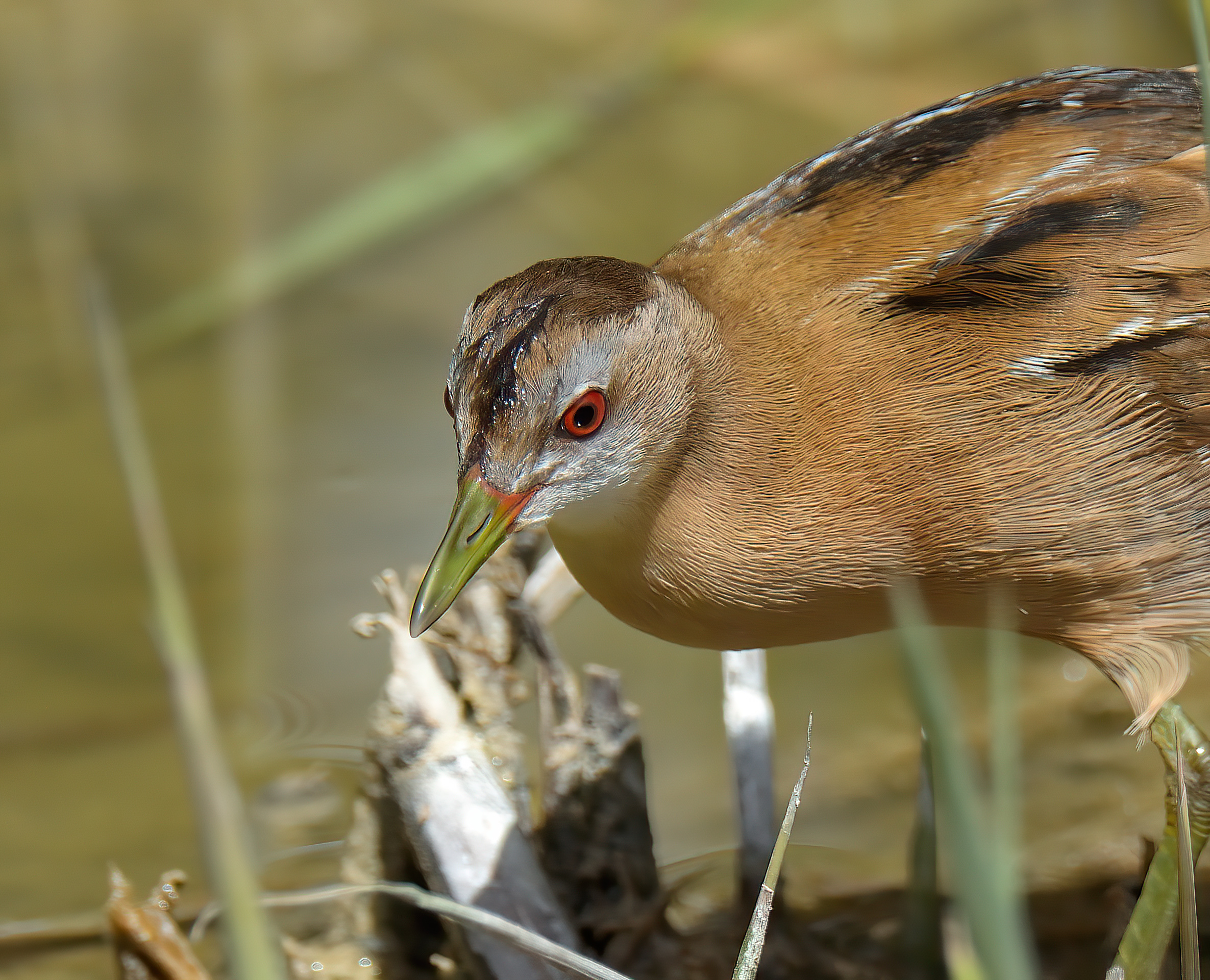 Little Crake