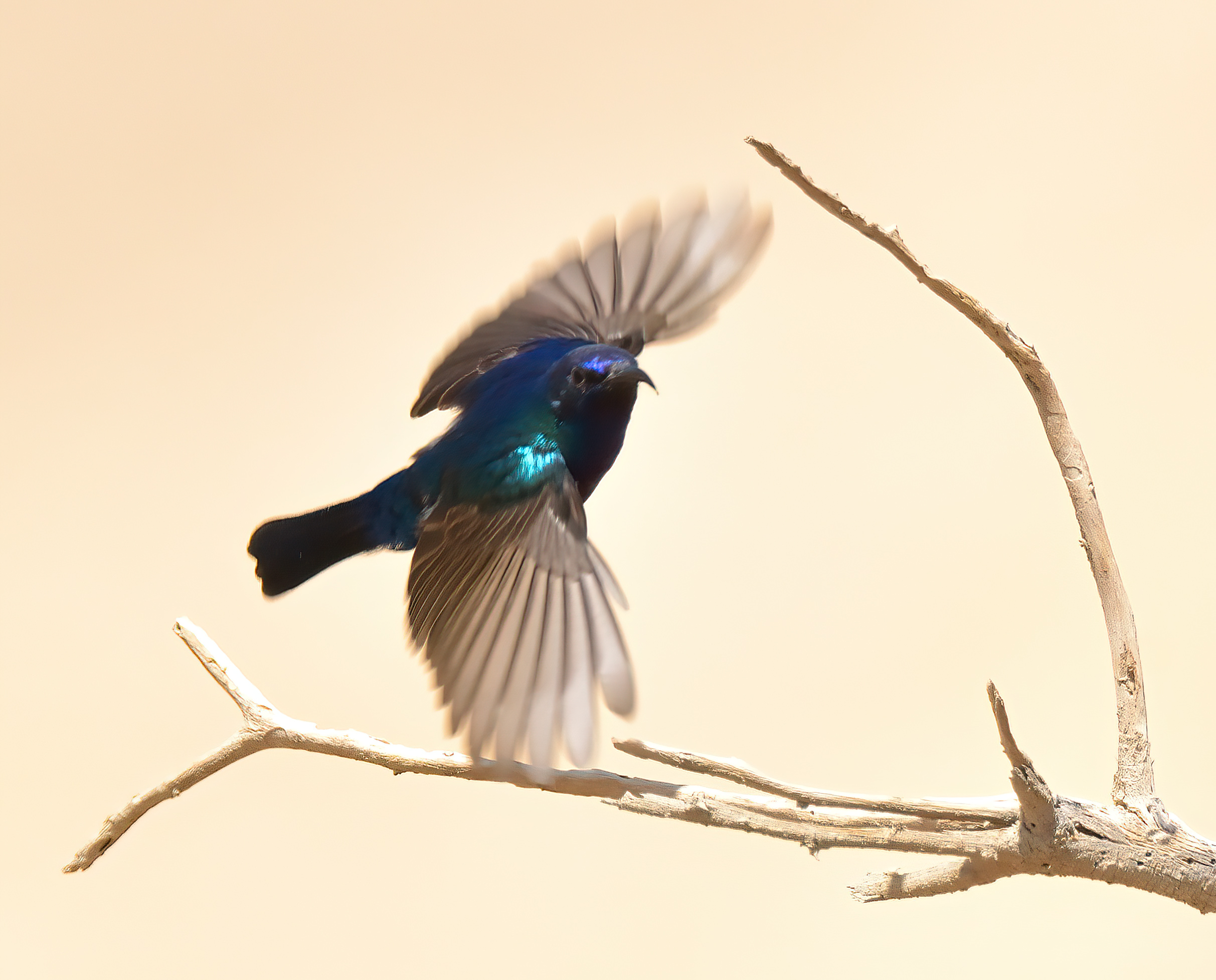 Palestine Sunbird 