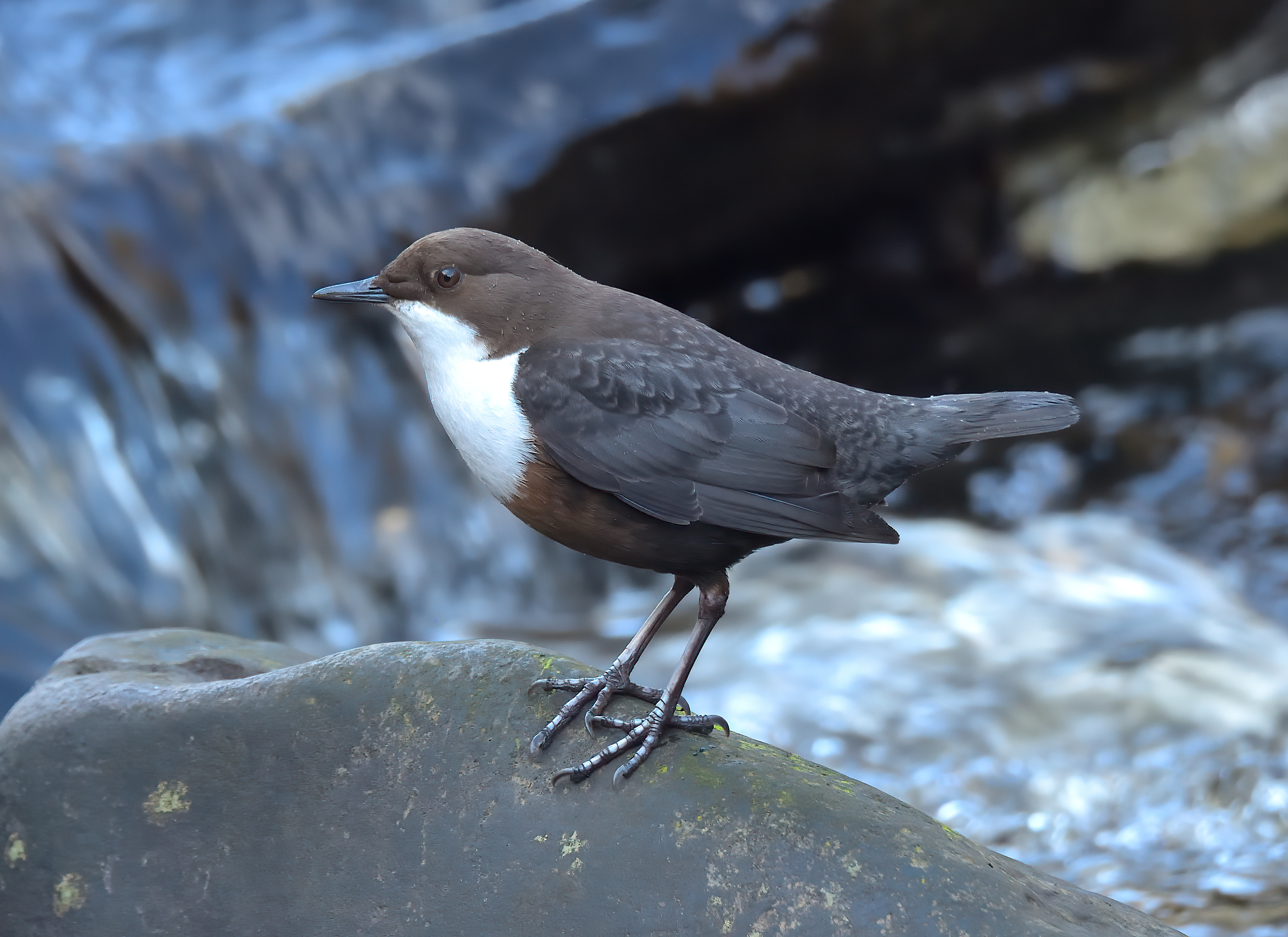 Dipper