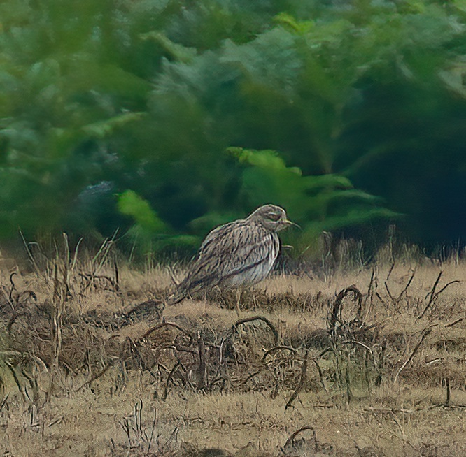 Stone Curlew