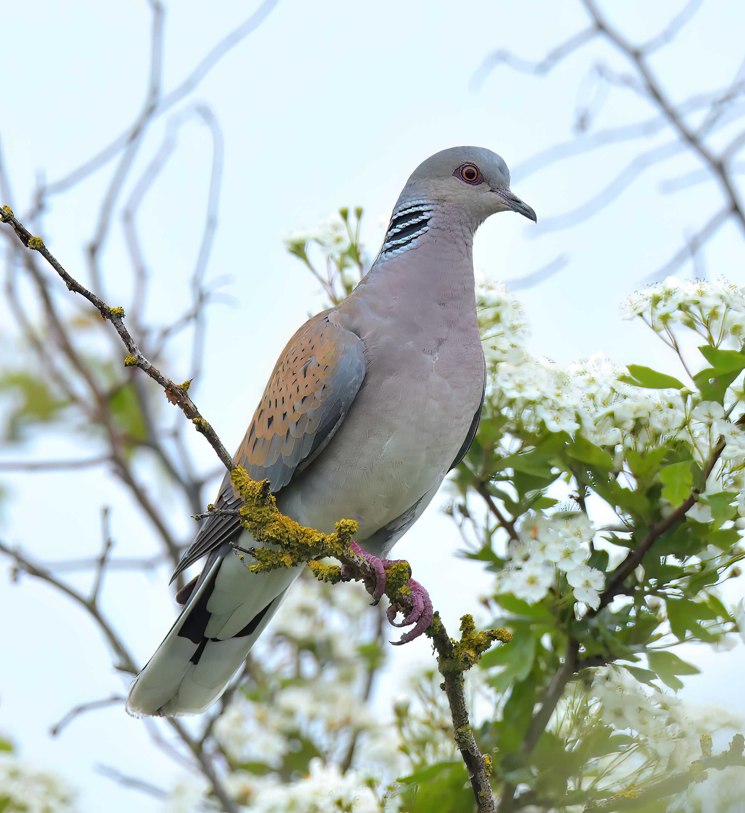 Turtle Dove