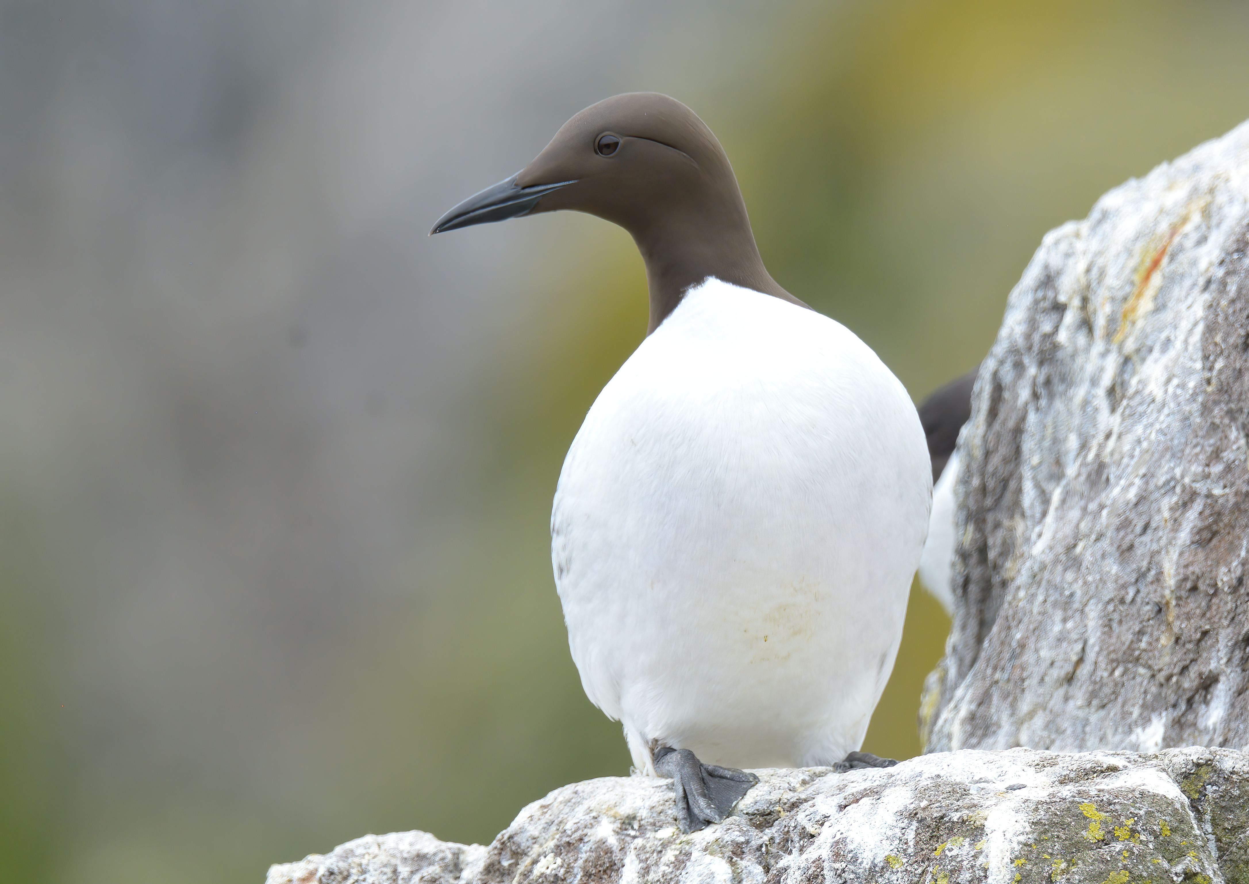 Guillemot