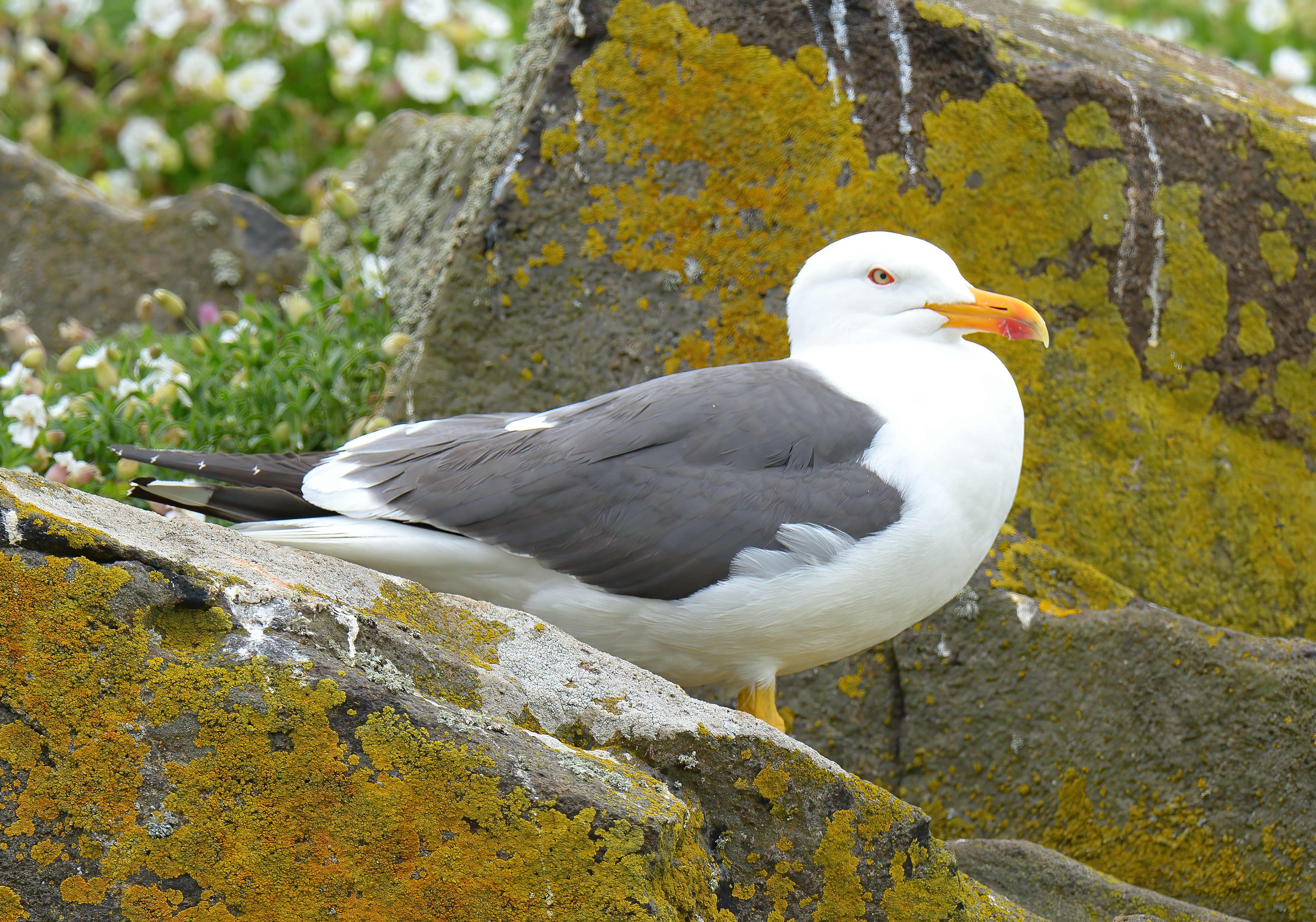 Lesser Black-backed Gull 