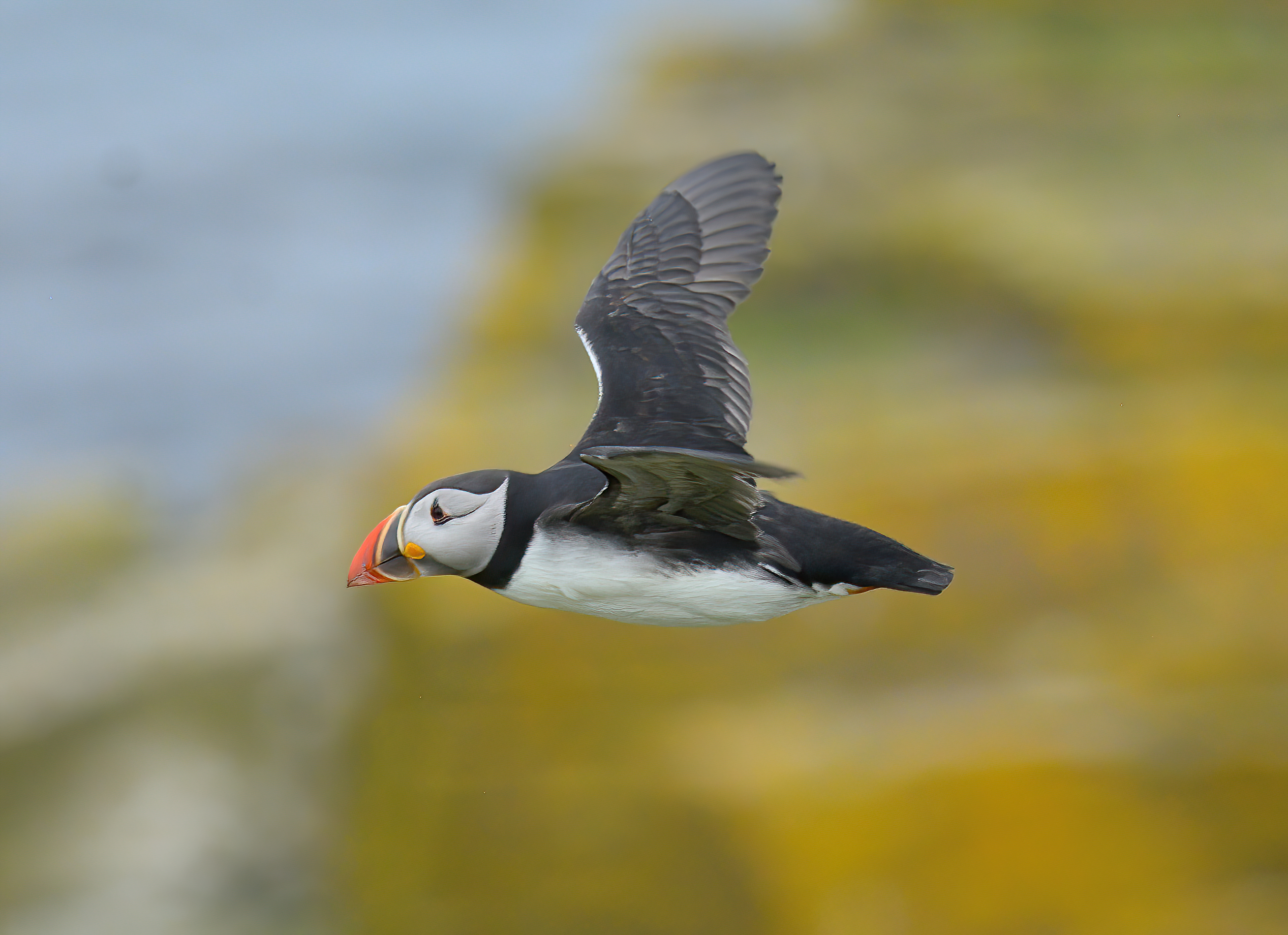 Puffin