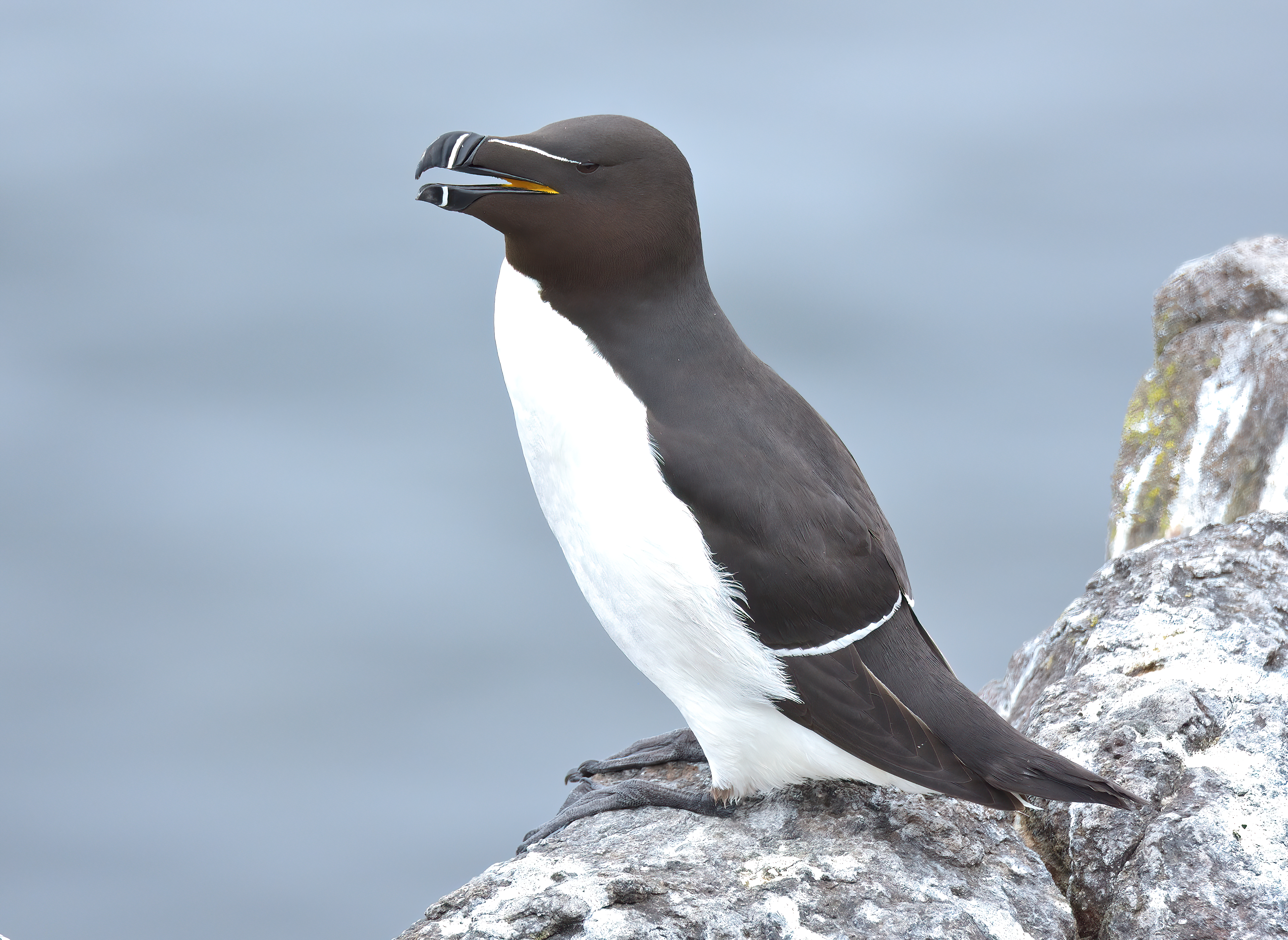Razorbill