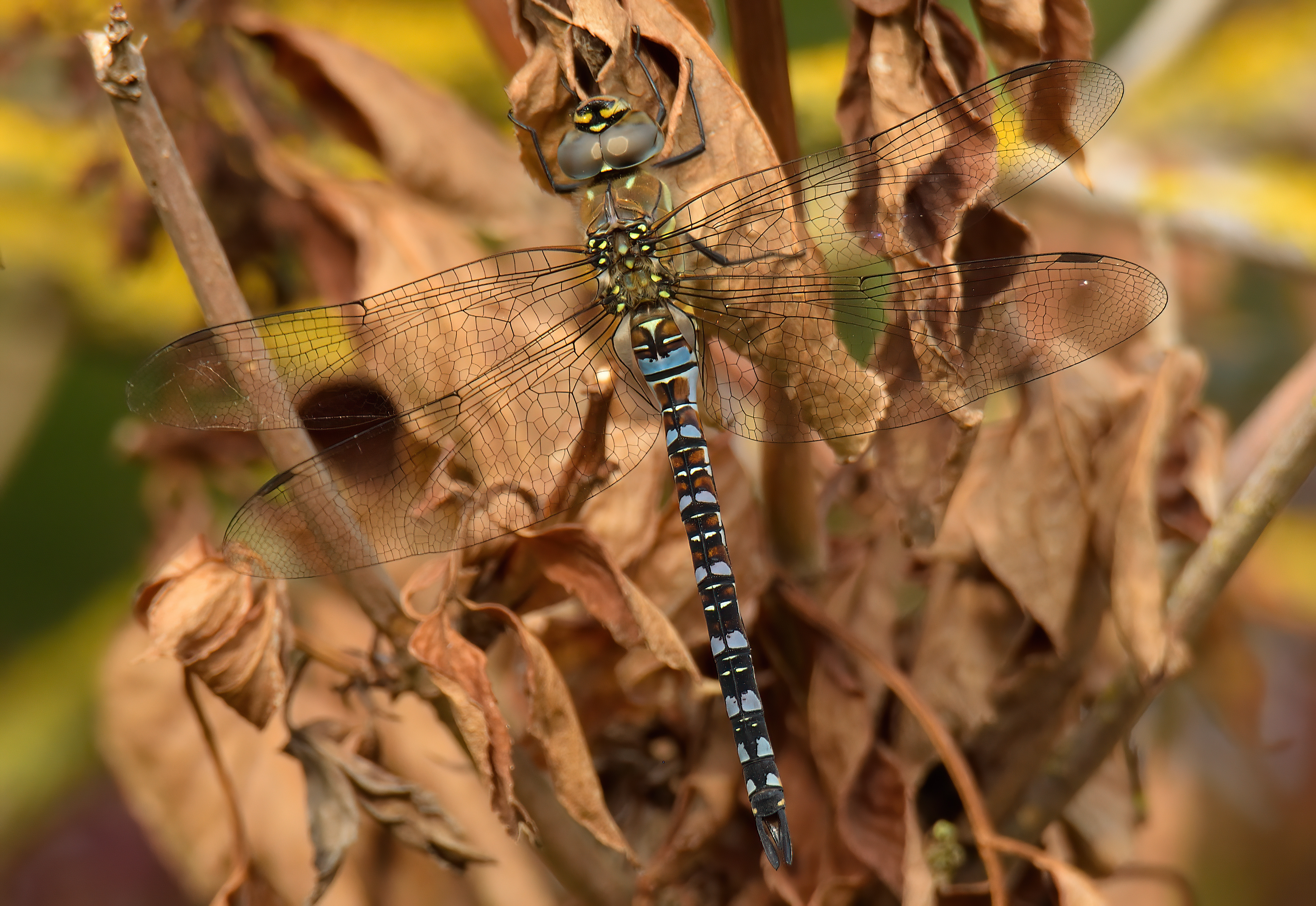 Migrant Hawker
