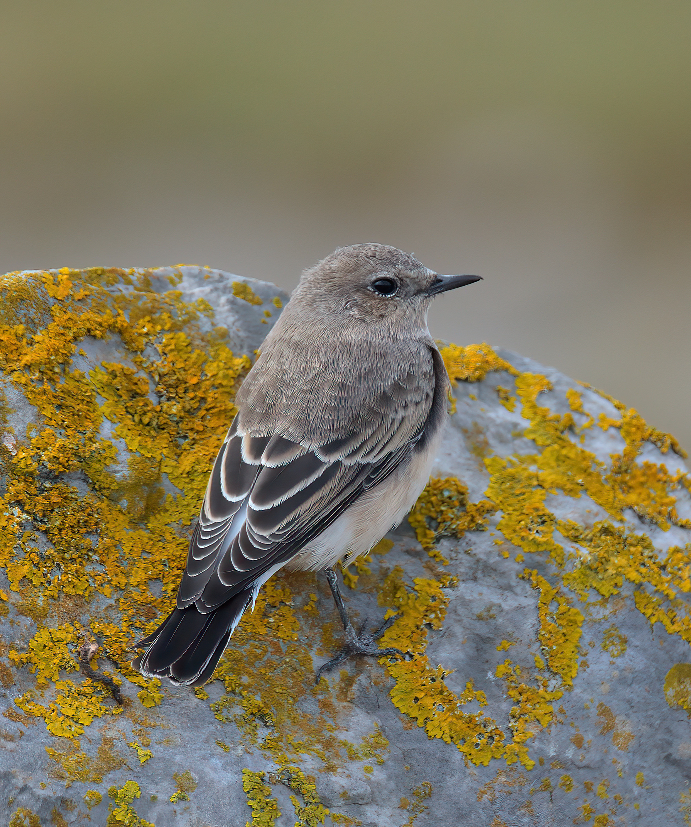Black-eared Wheatear 