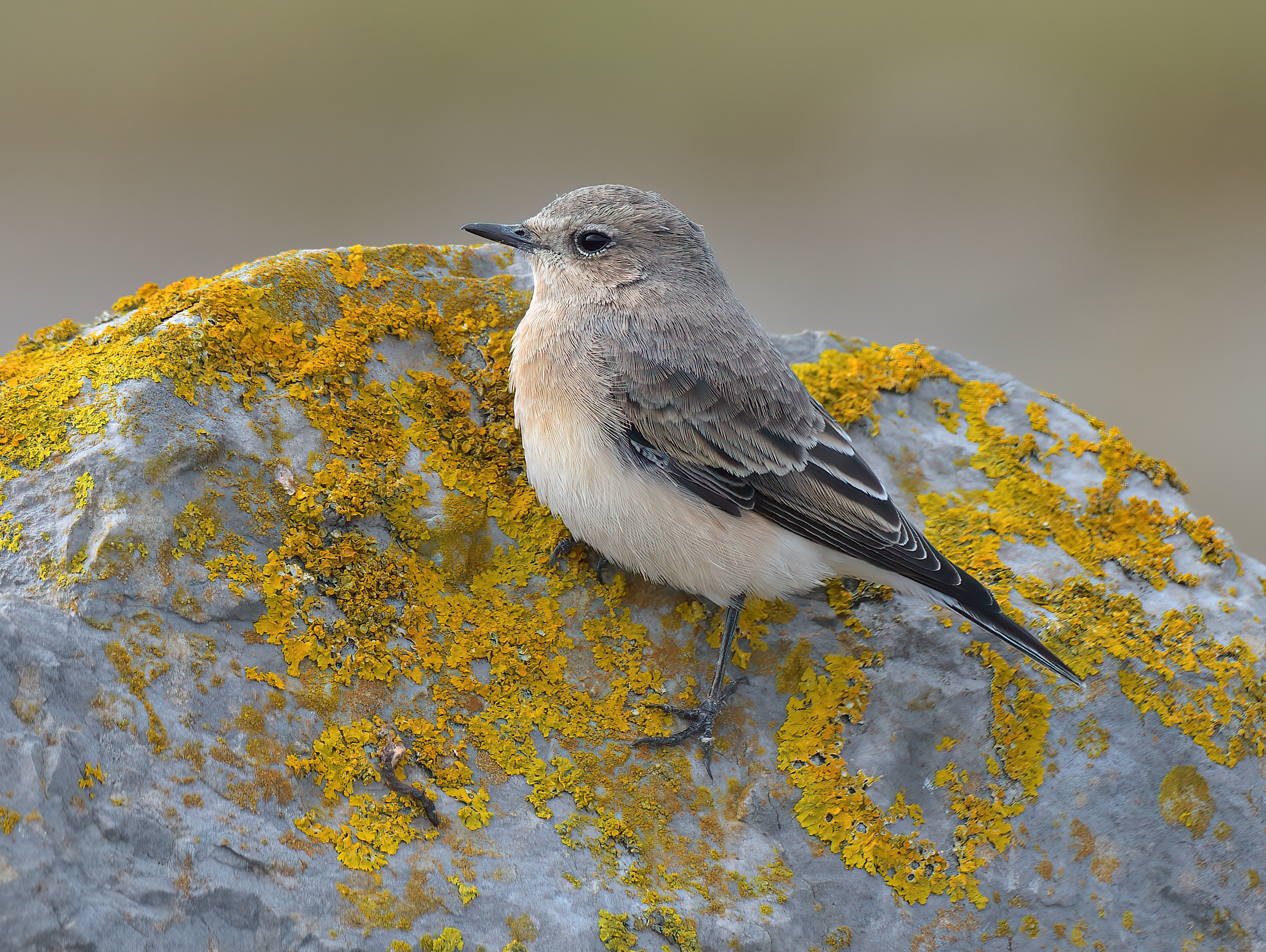 Black-eared Wheatear 