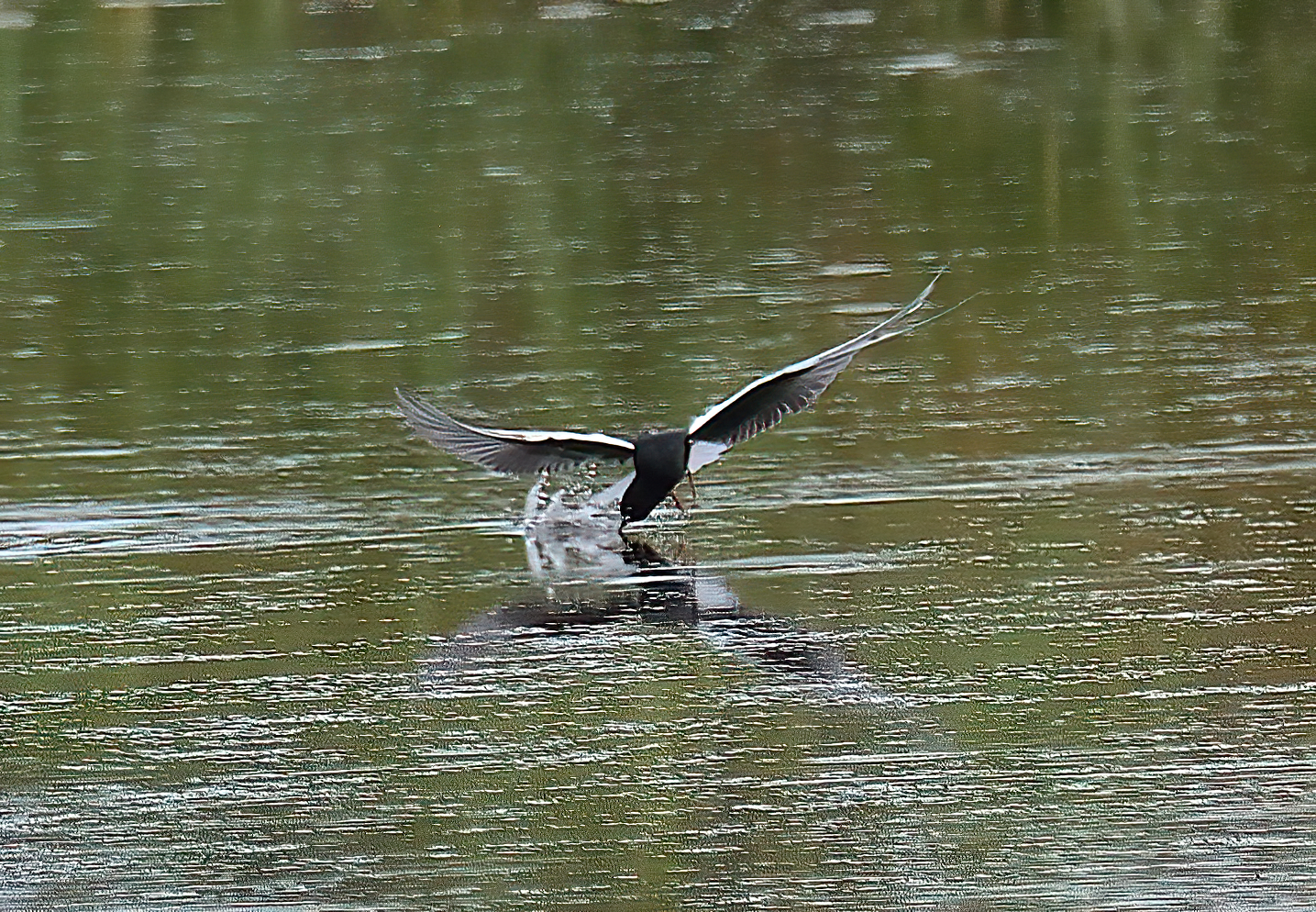 White-winged Black Tern 