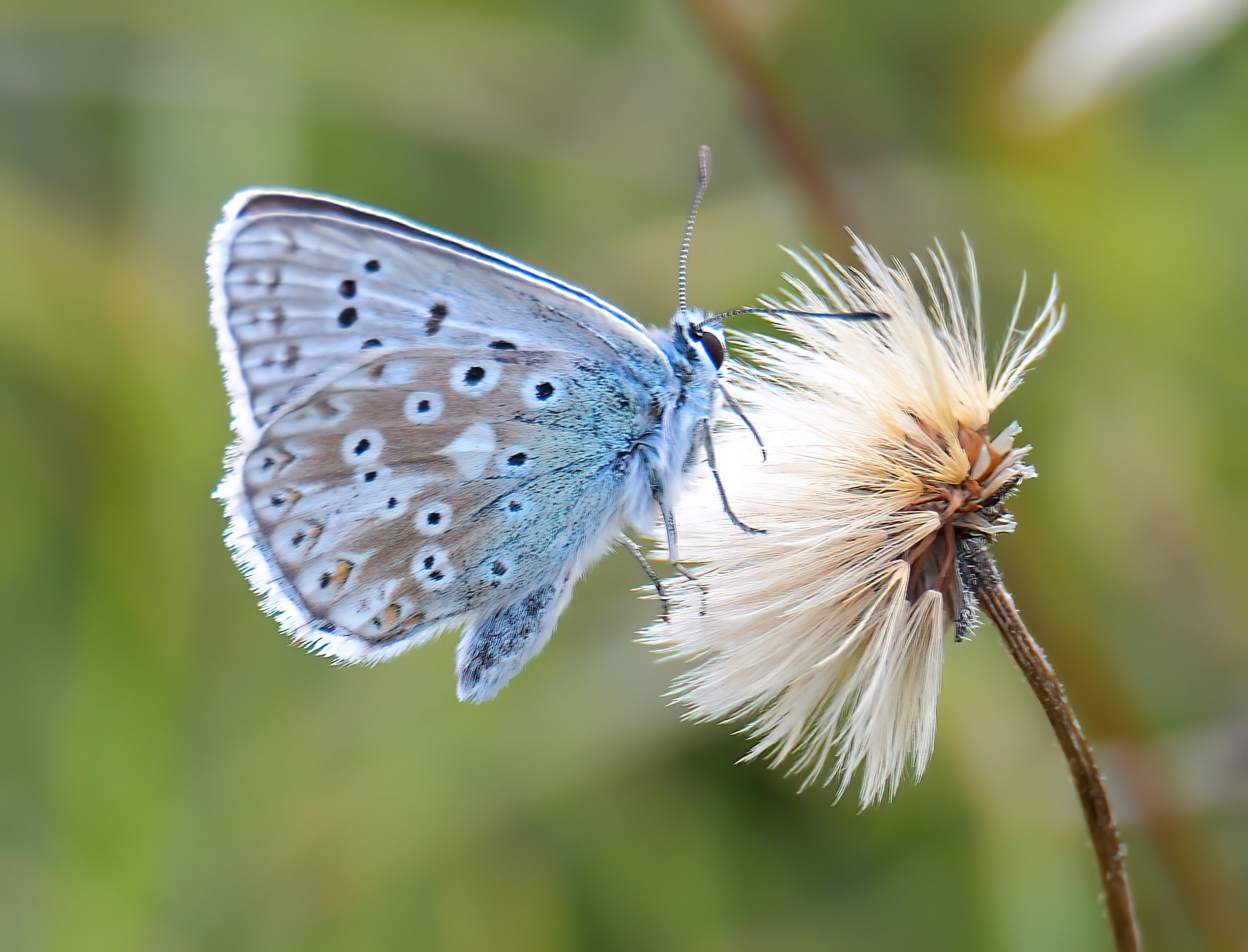 Chalkhill Blue