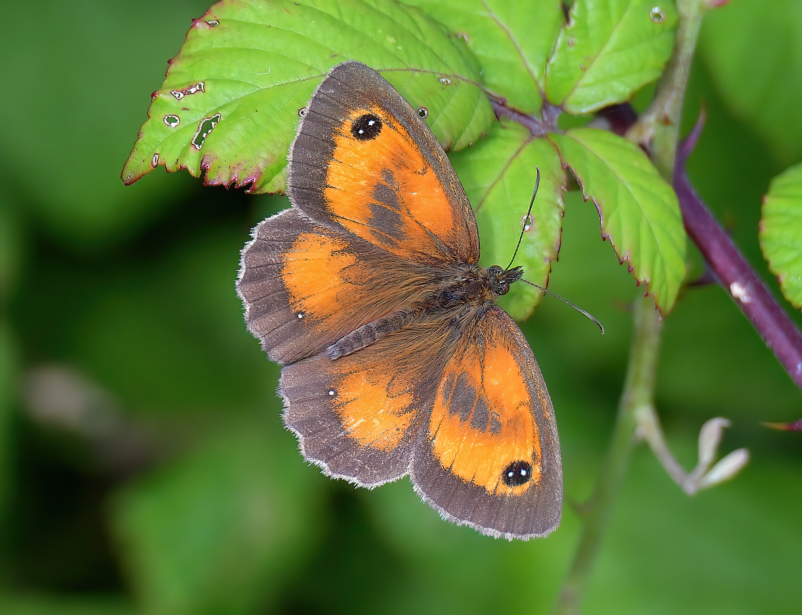 Gatekeeper