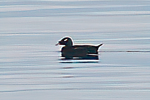 Stejneger's Scoter