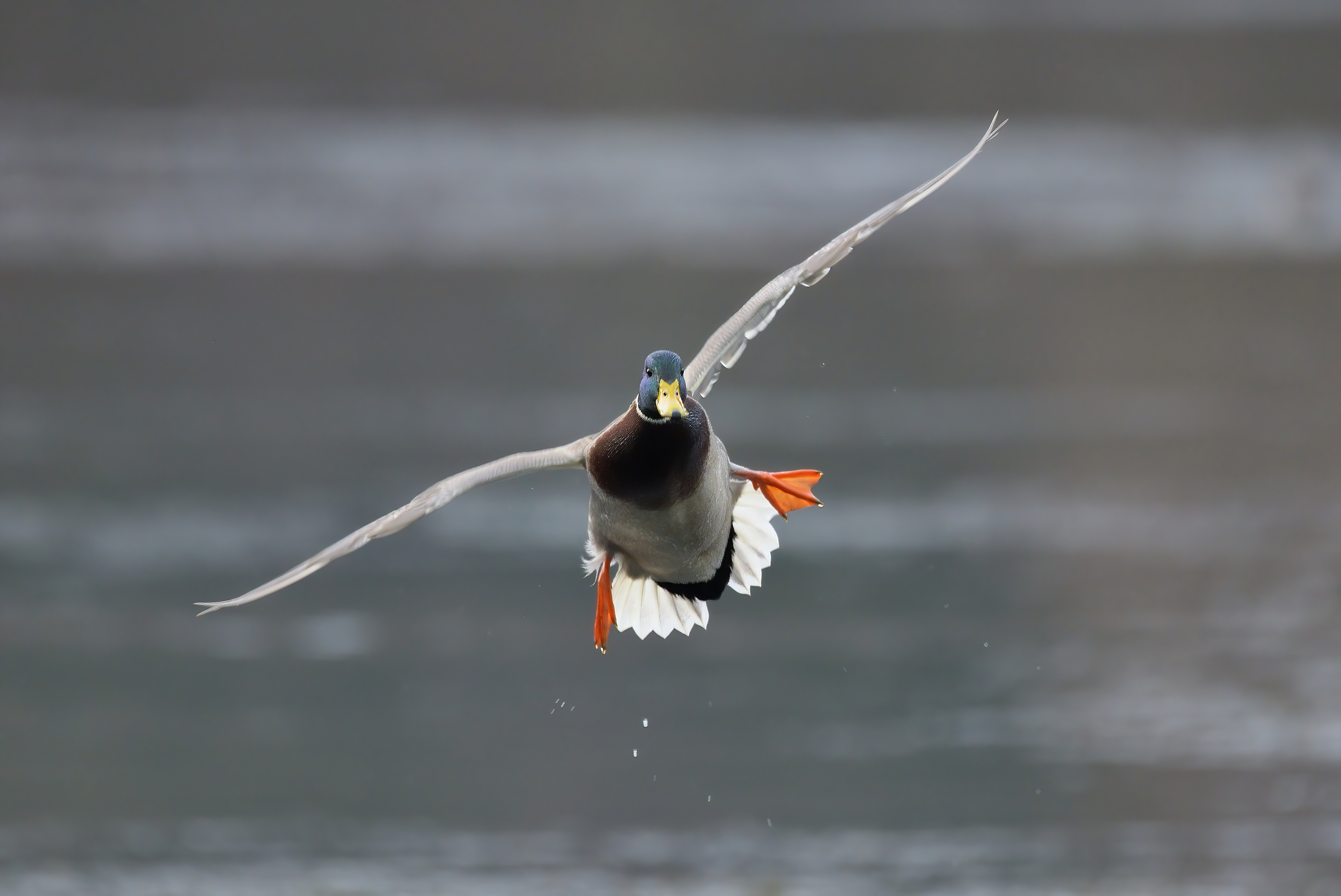 Mallard