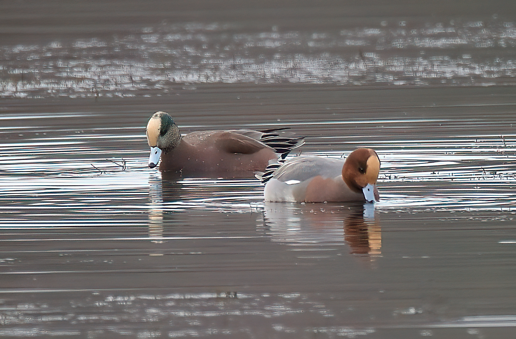 American Wigeon