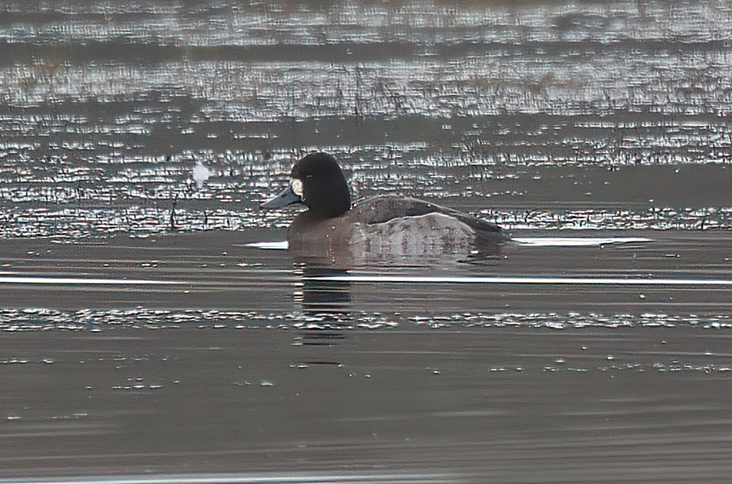 Lesser Scaup