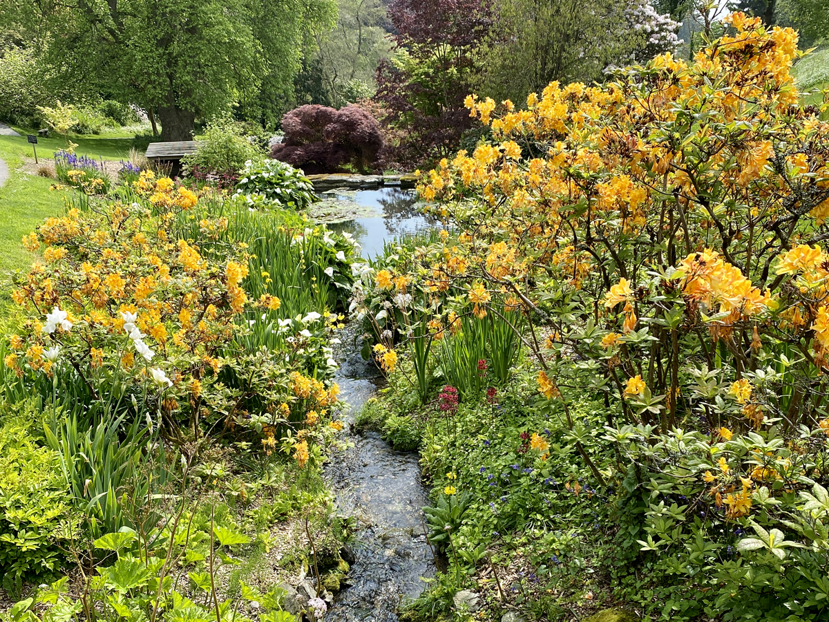 Coleton Fishacre Stream 