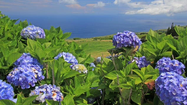 http___cdn.cnn.com_cnnnext_dam_assets_220504125454-04-body-faial-azores-portugal (1).jpg
