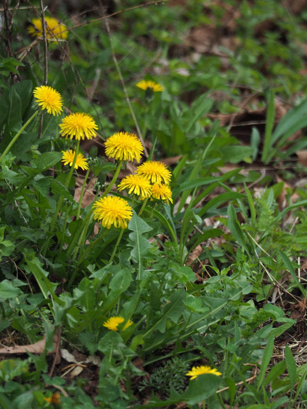 Dandelions by the trail
