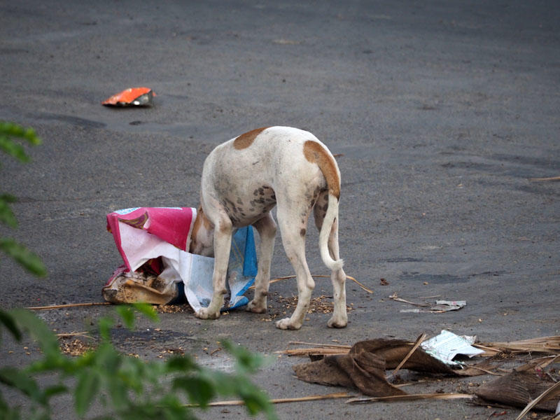 Looking for food in the garbage on the street