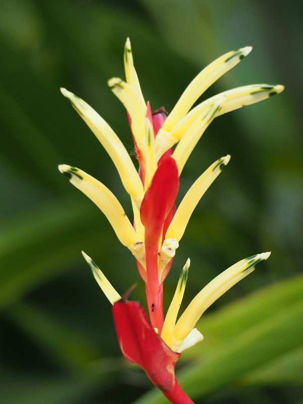 An unidentified flower in the garden in Manipal, India