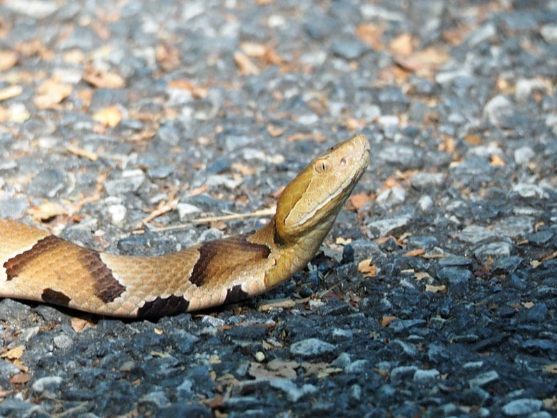 Northern Copperhead on the Capital Crescent Trail