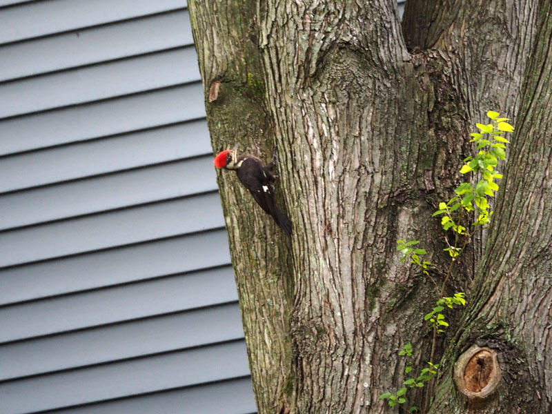 The pileated woodpecker in the neighborhood