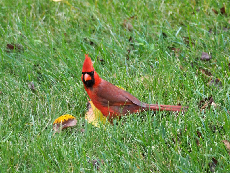 The Northern Cardinal in the backyard