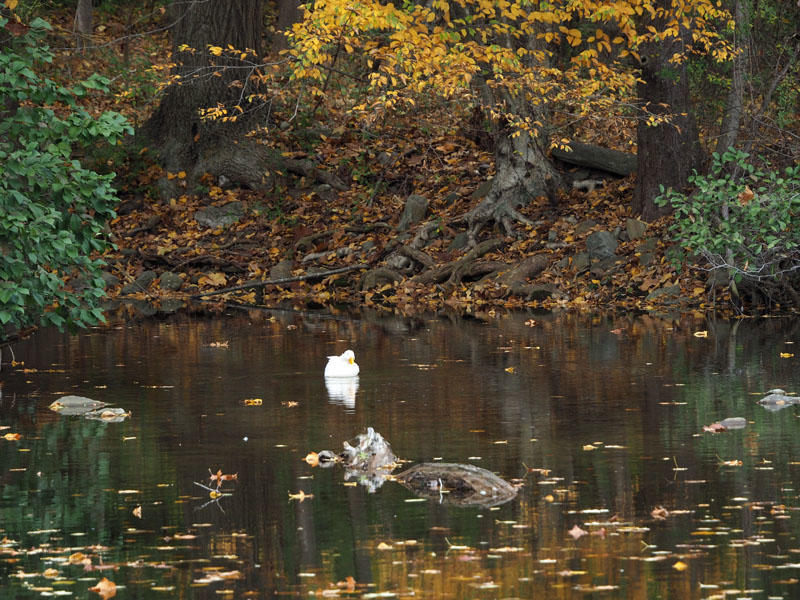 1. The white duck across the pond