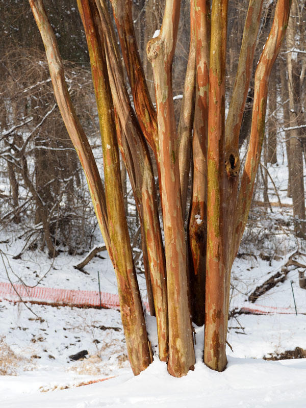 The crape myrtle tree in the snow