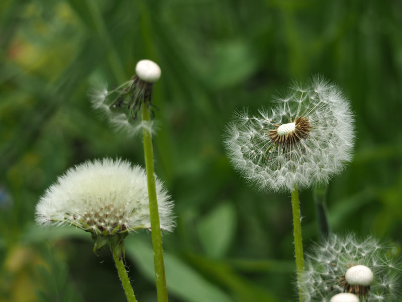 Dandelion seed heads