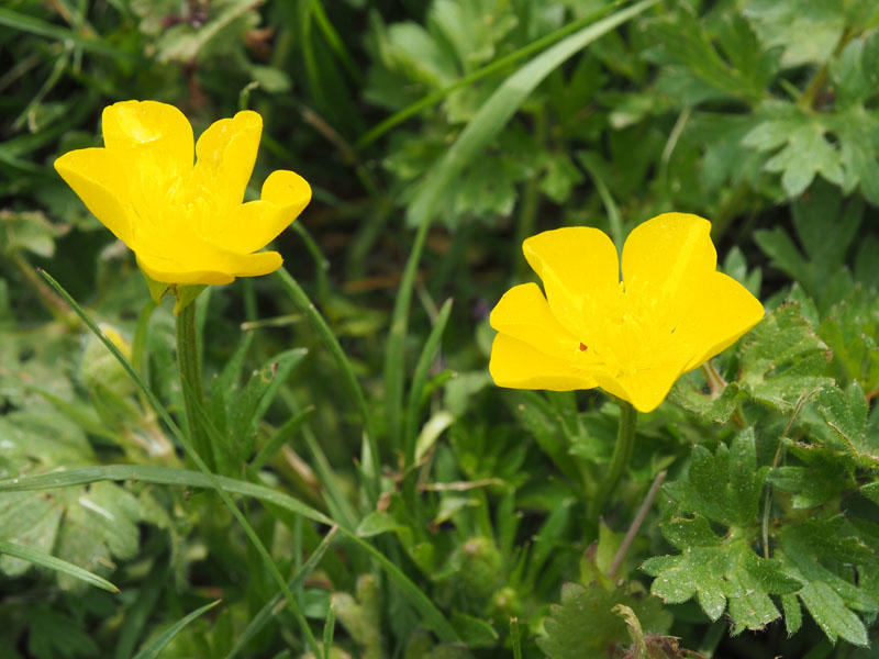 Buttercups