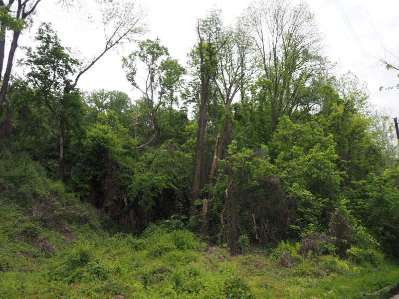 Beside the Schuylkill River Trail