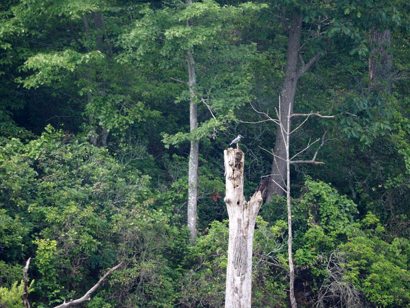 The belted kingfisher