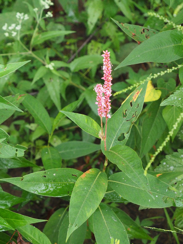 Pennsylvania Smartweed, I think