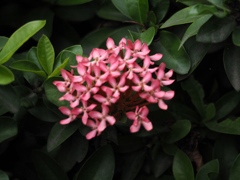 In the garden in Chennai