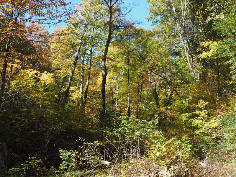 A mix of Green and Yellow on the Dark Hollow Falls trail