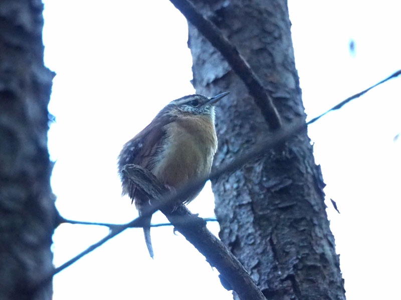 The wren that was chirping outside the Tiny House