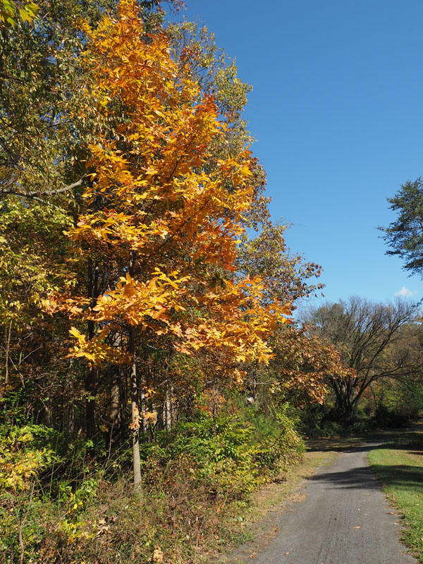 Colorful tree near the exit to Sugarloaf Mountain Park