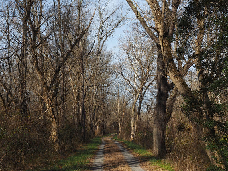 Morning light on the trail