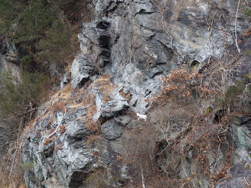 The cat finding a way to the top of the cliff